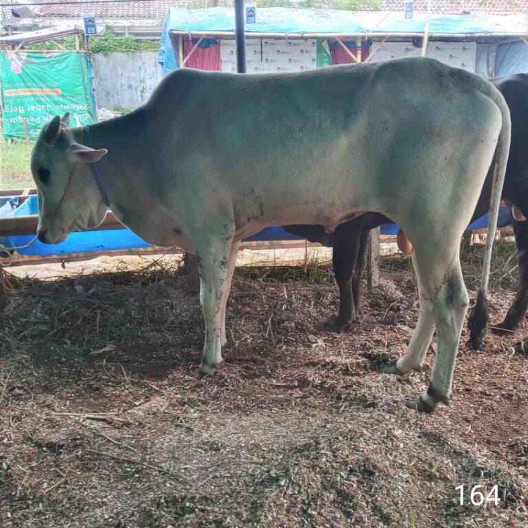 Promo Qurban 2025 di Bandung dan Cimahi: Sapi & Domba Sehat, Siap Kirim!